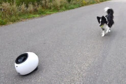 Flamingo Jouet Chien Elton Interactif Distributeur Automatique De Friandises+balles De Tennis 33x24x29cm 20 Flamingo Jouet Chien Elton Interactif Distributeur Automatique De Friandises+balles De Tennis 33x24x29cm -Pet Market Soldes 02aa38468598e63ce58c87dd484a5eb633240d07bb52fbc7bc270faa4d486951