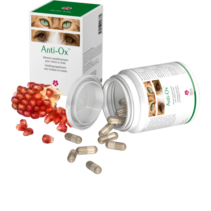 Anti-Ox 30 Gélules 1 Anti-Ox 30 Gélules