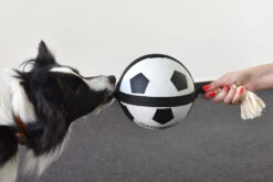 Flamingo Jouet Chien Matchball Balle De Foot 12,5cm -Pet Market Soldes 426a3b0218cf394ef522fae6b5f519bbb9a230d83d2d89068b2c2dfa66fcc061