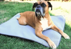 Nouvelles versions -Pet Market Soldes 638baae81eb1e1760e928973f328af13c93fa40d74fa34b96d53b09ed3adbfed