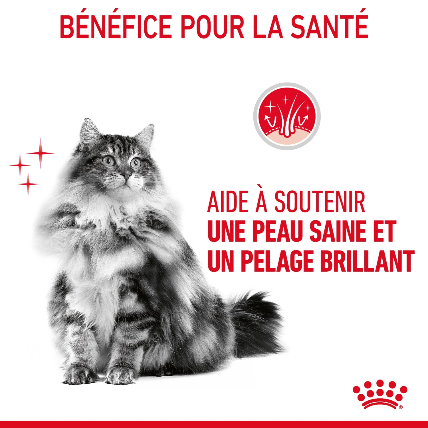 Royal Canin Hair & Skin Care Pour Chat 2kg 7 Royal Canin Hair & Skin Care Pour Chat 2kg – Image 7