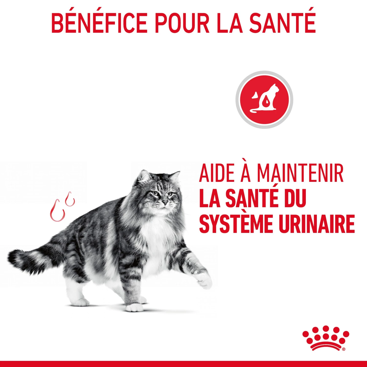 Royal Canin Urinary Care Pour Chat 4kg 7 Royal Canin Urinary Care Pour Chat 4kg – Image 7