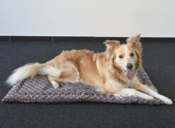 Flamingo Coussin Cuddly Plat Rectangulaire Taupe 85,5x51x2cm 5 Flamingo Coussin Cuddly Plat Rectangulaire Taupe 85,5x51x2cm -Pet Market Soldes a4786eba1a7de2cc9ddc5f3f610a55677acd27983c0428209d2a3e502232cc72