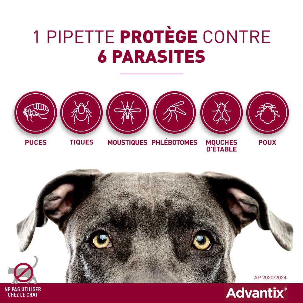 Advantix Petit Chien 4-10Kg 6 Advantix Petit Chien 4-10Kg – Image 6