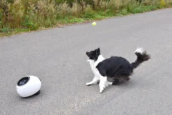 Flamingo Jouet Chien Elton Interactif Distributeur Automatique De Friandises+balles De Tennis 33x24x29cm 19 Flamingo Jouet Chien Elton Interactif Distributeur Automatique De Friandises+balles De Tennis 33x24x29cm -Pet Market Soldes cbb3ba05b8066ea246a2bc1a26978531b6e24a1e3315a5847be7e78fa7441235