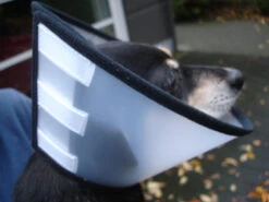 Flamingo Carcan Capo 38,5cm -Pet Market Soldes cbf5d4f40c64dfaa118e270f29c6a90a62a4dafbd6dcb54997f8935169c66b18