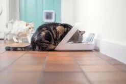 Sureflap Distributeur De Nourriture Connect Surefeed 10 Sureflap Distributeur De Nourriture Connect Surefeed -Pet Market Soldes distributeur de nourriture connect surefeed 6