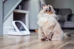 Sureflap Distributeur De Nourriture Connect Surefeed 12 Sureflap Distributeur De Nourriture Connect Surefeed -Pet Market Soldes distributeur de nourriture connect surefeed 8