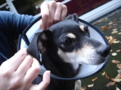 Flamingo Carcan Capo 31,5cm -Pet Market Soldes faa9529e5b9f77cc94f3f7dd4fedc2f14c8fa97292c91b445bf394fb4d1ac286