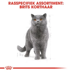 Royal Canin British Shorthair Pour Chat 10kg -Pet Market Soldes rc fbn britishsh cv eretailkit 1 nl nl