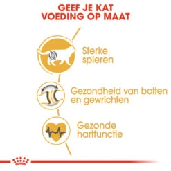 Royal Canin British Shorthair Pour Chat 4kg -Pet Market Soldes rc fbn britishsh cv eretailkit 3 nl nl 1