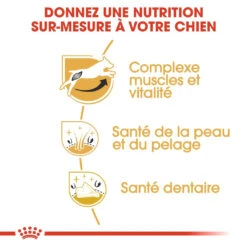 Royal Canin Jack Russell Adult Pour Chien 7,5kg -Pet Market Soldes royal canin jack russell adult jack russell adulte 2