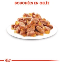 Royal Canin Kitten Sterilised 11 Royal Canin Kitten Sterilised -Pet Market Soldes royal canin kitten sterilised kitten sterilised lot x g 1 1