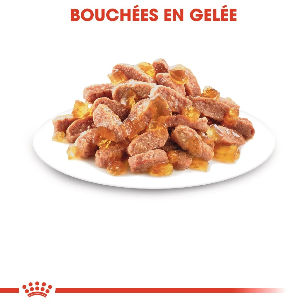 Royal Canin Kitten Sterilised 6 Royal Canin Kitten Sterilised – Image 6