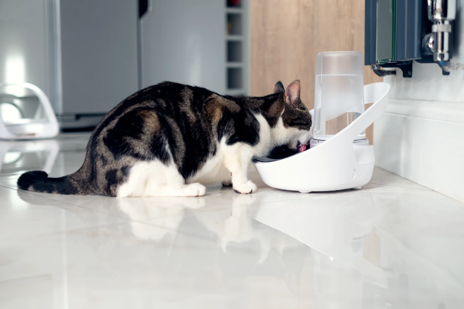 Brand Distributeur D'eau Connect Felaqua 2 Brand Distributeur D'eau Connect Felaqua – Image 2