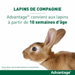 Advantage 80 Chat Et Lapin De Plus De 4 Kg 12 Advantage 80 Chat Et Lapin De Plus De 4 Kg -Pet Market Soldes vignette lapin