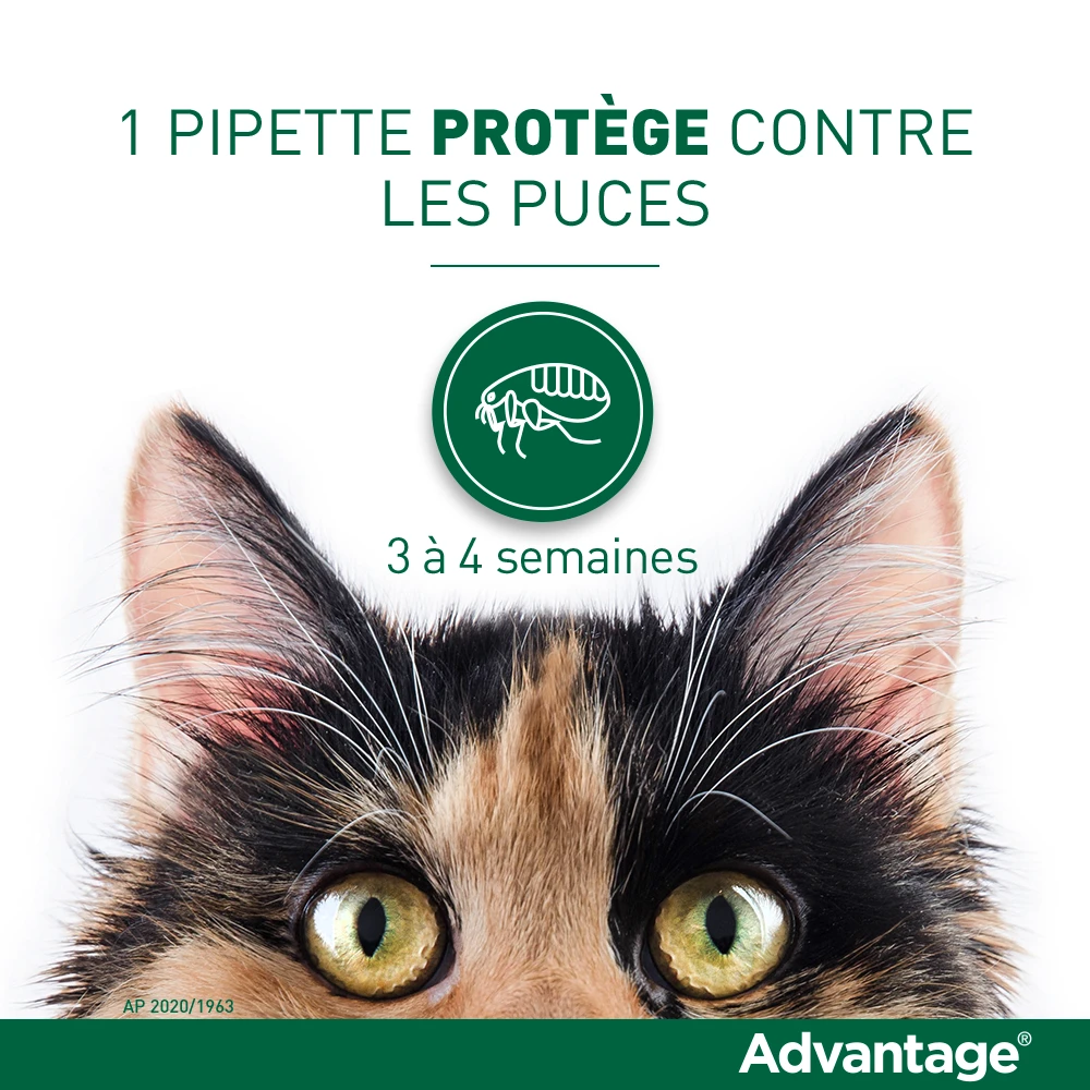 Advantage 80 Chat Et Lapin De Plus De 4 Kg 3 Advantage 80 Chat Et Lapin De Plus De 4 Kg – Image 3