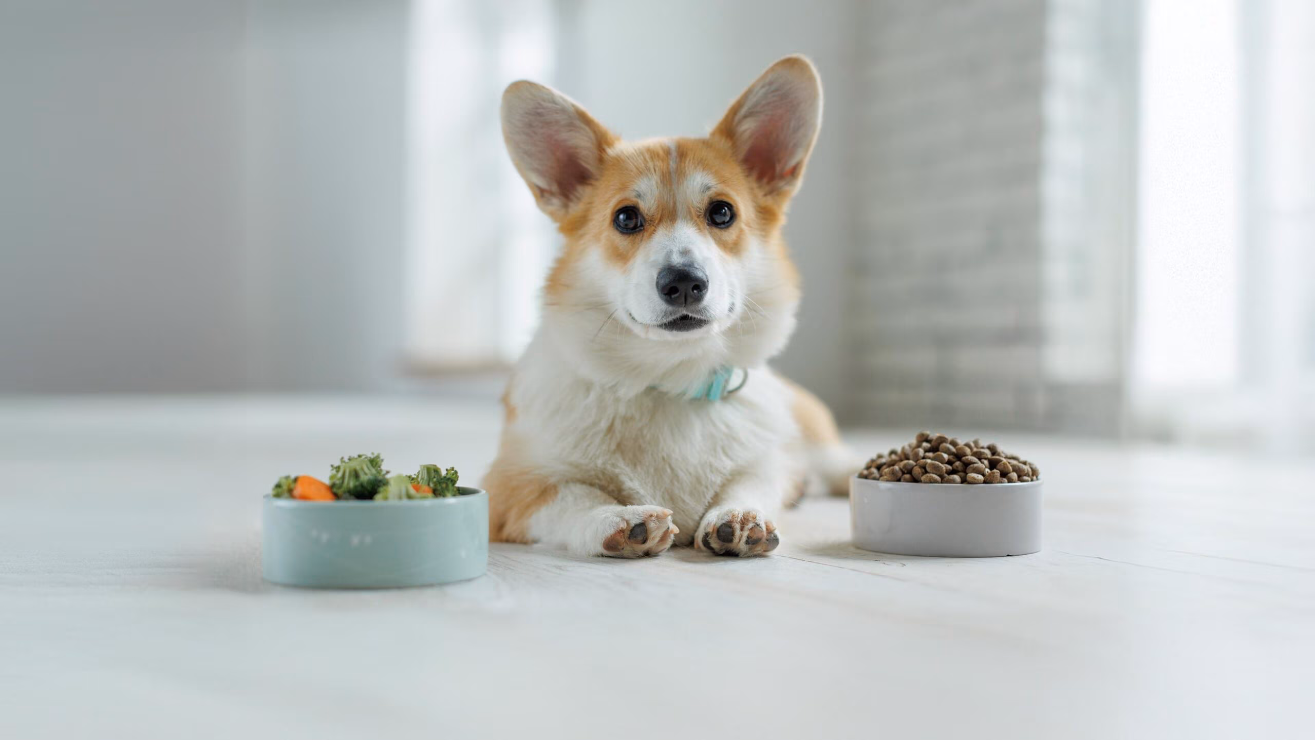 Pet Market Soldes -Pet Market Soldes 202504Hub Dog Food Nutrition SM scaled 1