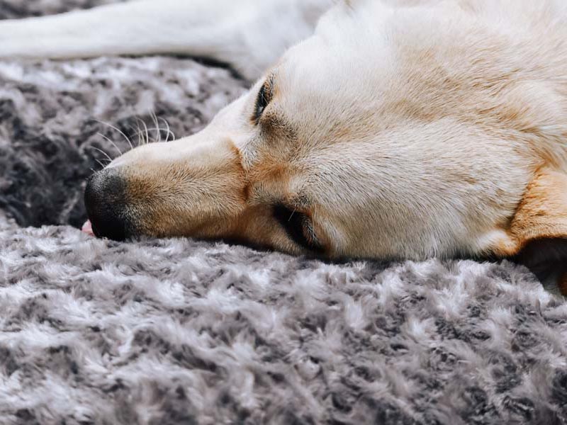 Pet Market Soldes 17 Pet Market Soldes -Pet Market Soldes 51736 Taupe 4