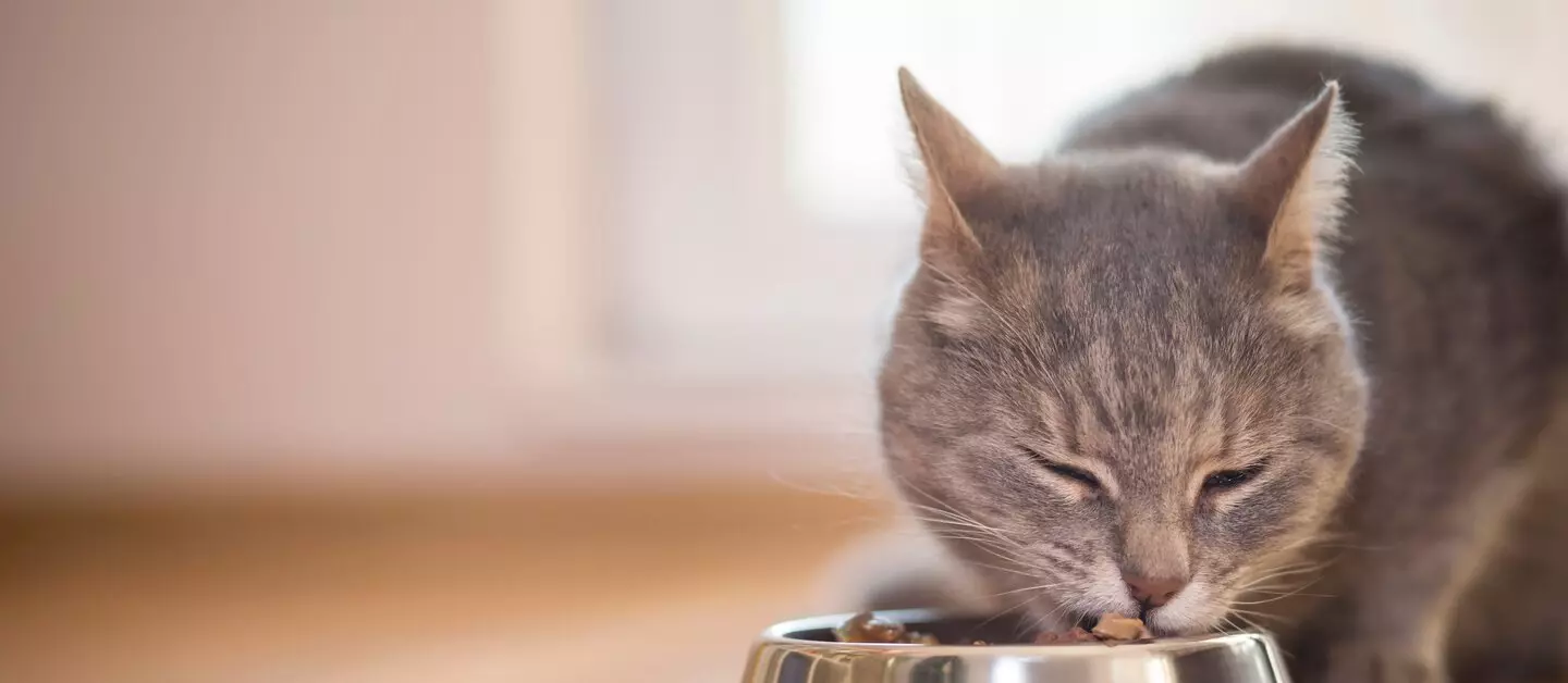 Pet Market Soldes -Pet Market Soldes csm Katze frisst aus Napf c Impact Photography stock.adobe .com c5b9f9177f